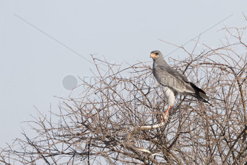Pale chanting goshawk (Melierax canorus)  adult perched on a tree with a prey : a snake  Central Kalahari Game Reserve  Bostwana