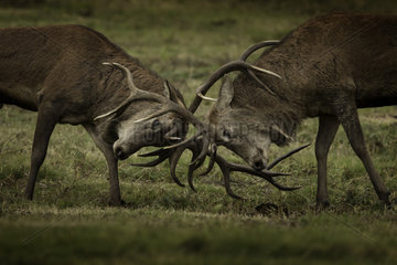 Red Deer (Cervus elaphus). Two Red Deer Stags rut in the Peak District National Park  UK.