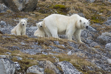 Polar bear (Ursus maritimus) female and her two cubs  Spitzberg  Svalbard