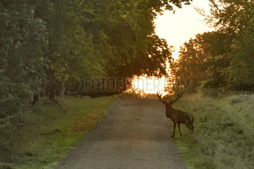 Red Deer (Cervus elephus)  stag on a forest road  Dyrehaven  Denmark