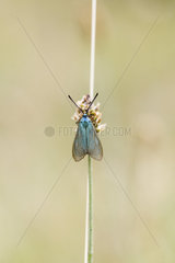 Forester (Adscita statices) resting on grass  Alsace  France