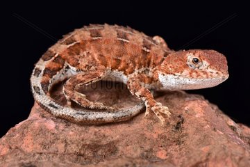 The Eyrean earless dragon (Tympanocryptis tetraporophora) is a ground dwelling dragon inhabiting semi arid regions of central Australia  the Northern Territory and Queensland  Australia.