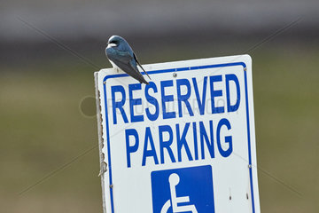 Tree Swallow (Tachycineta bicolor) on a sign  Lake Louise near Glennallen in spring  Alaska