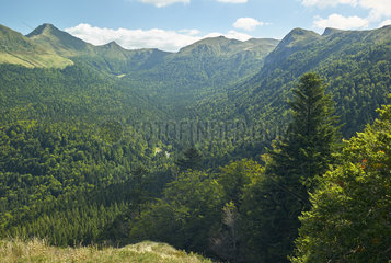 The valley of Mars (river) seen from the village of Falgoux  various species of afforestation in summer  Monts du Cantal  Regional Natural Park of Auvergne Volcanoes  France