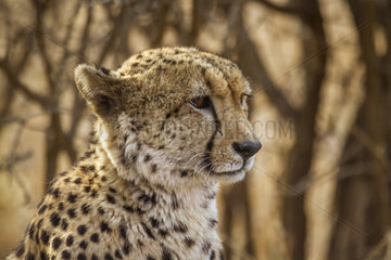 Cheetah (Acinonyx jubatus) in Kruger National park  South Africa
