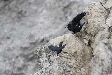 Common Raven (Corvus corax) evicting a Carrion crow (Corvus corone) from a rock  Alpes  France