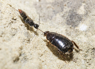 Cockroach wasp (Dolichurus haemorrhous) leading Cockroach (Phyllodromica sp)  Mont Ventoux Biosphere reserve  France