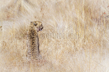 Cheetah (Acinonyx jubatus)  Kruger National park  South Africa
