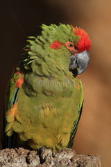 Red fronted macaw (Ara rubrogenys)