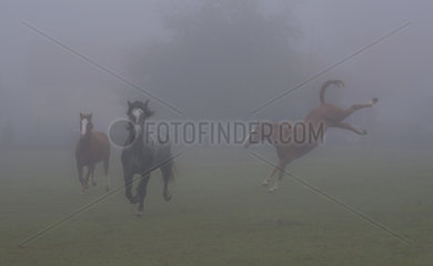 Horses racing in a meadow  Regional Natural Park of Northern Vosges  France