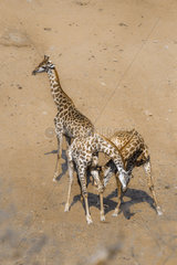 Giraffe (Giraffa camelopardalis) in Kruger National park  South Africa