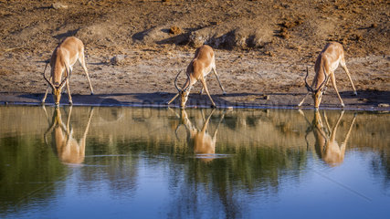 Common Impala (Aepyceros melampus) drinking  Kruger National park  South Africa