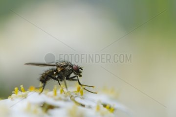 Anthomyiide fly on a flower - Alsace France
