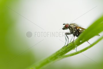 Anthomyiidae fly on stem - Alsace France