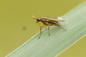 Sciomyzide fly on a leaf - Alsace France