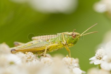 Meadow Grasshopper on flowers - Alsace France
