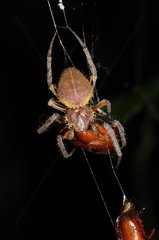 Orb-weaving Spider La Selva Sarapiqui Costa Rica