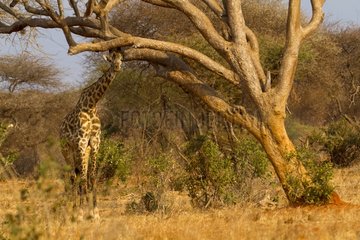 Masai giraffe under a tree in the savannah Tsavo East Kenya