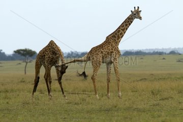 Masai giraffes fighting in the savannah Masai Mara Kenya