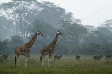 Rothschild giraffes and Waterbucks in the rain Nakuru Kenya