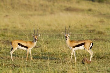 Thomson's Gazelle males facing Masai Mara Kenya