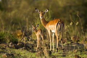 Female and young impala standing in the savannah Masai Mara