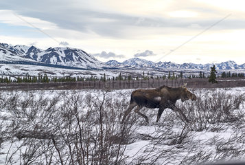Alaskan Moose (Alces alces gigas) in spring  Denali National Park  Alaska