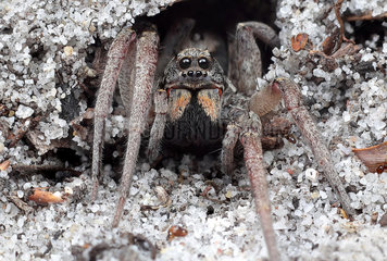 Wolf spider emerging from his sandy burrow  Australia
