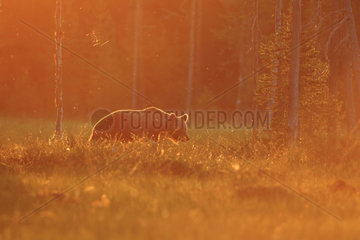 Brown Bear (Ursus arctos) in the late afternoon at the edge of the forest  Finland