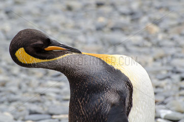 King Penguin (Aptenodytes patagonicus) Grooming  South Georgia