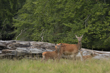 Red Deer (Cervus elephus)  hind and fawns  Dyrehaven  Denmark