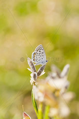 Baton blue (Pseudophilotes baton) on grass  Alsace  France