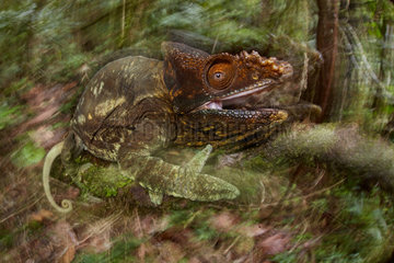 This very large Calumma parsonii encounter near a little river from the natural reserve of vohimana (Madagascar) was moving. I want to show the movement then I used different flashs intensity between first plan and the background and i was also moving the camera to obtain this effect. Surprised by the lens proximity the chameleon try to bite me then I stopped the photo shoot. Highly commended at GDT 2018. 1st place at Montier en Der festival (category Other Animals) 2018.
