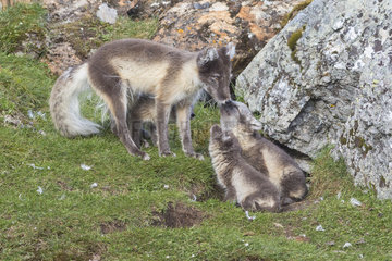 Arctic fox (Vulpes lagopus) and young  Spitzbergen  Svalbard.