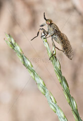 Horsefly (Haematopota pluvialis) on umbellifera  Regional Natural Park of Northern Vosges  France