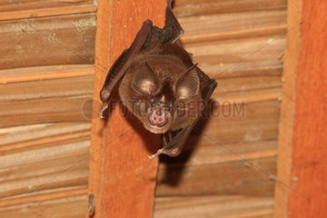Lander's horseshoe bat (Rhinolophus landeri) hanging from a beam  Gabon
