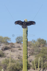 Turkey vulture (Cathartes aura)  perched on a cactus  Baja California Sur  Mexico