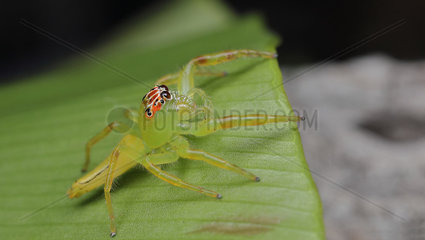 Green jumping spider (Mopsus mormon) Femelle  QLD  Australia.