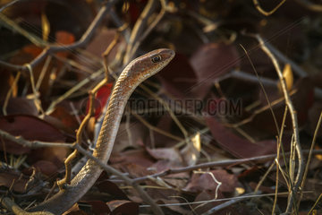 Cape house snake (Boaedon capensis) in Kruger National park  South Africa