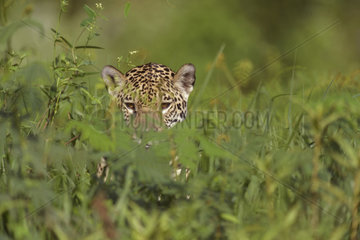 Jaguar (Jaguar onca) hidden in the grass at the edge of a river  Pantanal  Brazil