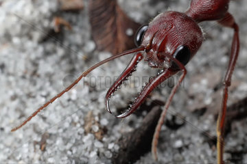 Giant Red Bull Ant (Myrmecia brevinoda)  Australie