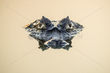 Yacare caiman (Caiman yacare)  called jacare in Portuguese is a species of caiman found in central South America  Paraguay river  Pantanal wetlands  Mato Grosso  Brazil