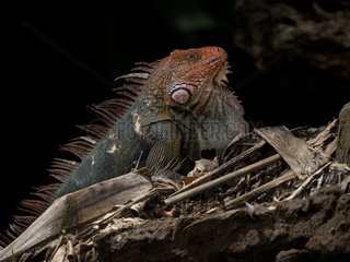 Green iguana (Iguana iguana)  male in red-head breeding colors  Tarcoles river  Costa Rica October