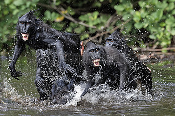 Celebes crested macaques (Macaca nigra) in water  Tangkoko National Park  Sulawesi  Indonesia