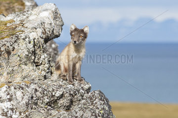 Arctic fox (Vulpes lagopus)  Spitzbergen  Svalbard.