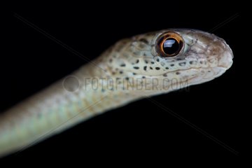 Phillips's sand snake (Psammophis phillipsi)