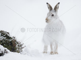 A Mountain Hare (Lepus timidus) pauses briefly as he runs down the mountain in the Cairngorms National Park  UK.