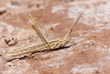 Splendid Cone-headed Grasshopper (Truxalis nasuta)  Morocco
