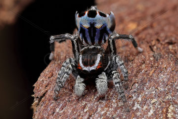 Harris' Peacok Spider (Maratus harrisi) male from NSW  Australia