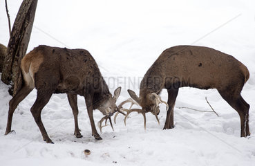 Red deer (cervus elaphus) males fighting in the snow  France